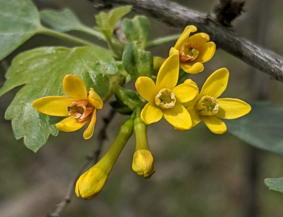 Grosella dorada (Ribes aureum, grosella de clavo) - Perenne nativa - Arbusto de bayas - Zona 3 - Más de 100 semillas