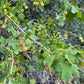 Golden Currant (Ribes aureum, Clove Currant) - Native Perennial - Berry Bush - Zone 3 - 100+ Seeds
