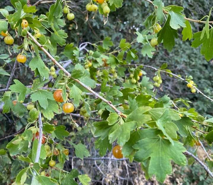 Groseille dorée (Ribes aureum, groseille à clous de girofle) - Plante vivace indigène - Berry Bush - Zone 3 - 100+ graines