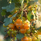 Golden Currant (Ribes aureum, Clove Currant) - Native Perennial - Berry Bush - Zone 3 - 100+ Seeds