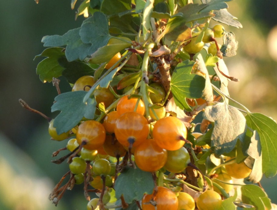 Groseille dorée (Ribes aureum, groseille à clous de girofle) - Plante vivace indigène - Berry Bush - Zone 3 - 100+ graines