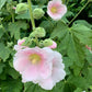 Malvarrosa (Alcea rosea) - Bienal - Flor - Más de 75 semillas