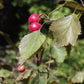 Espino velloso (Crataegus mollis) - Árbol frutal nativo - Más de 50 semillas