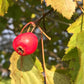 Espino velloso (Crataegus mollis) - Árbol frutal nativo - Más de 50 semillas
