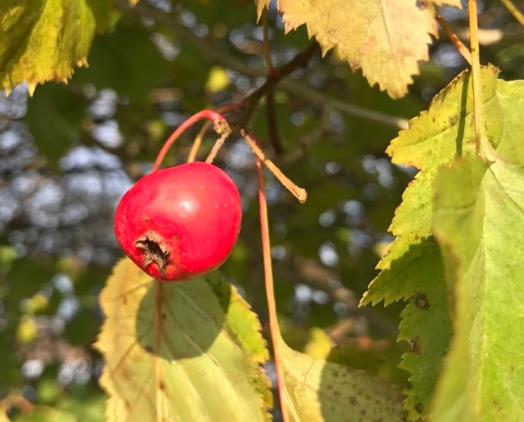 Espino velloso (Crataegus mollis) - Árbol frutal nativo - Más de 50 semillas