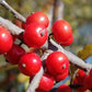 Winterberry (Ilex verticillata) - Perennial - Ornamental Shrub - 50+ Seeds
