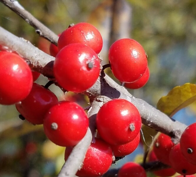 Winterberry (Ilex verticillata) - Perennial - Ornamental Shrub - 150+ Seeds