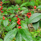 Winterberry (Ilex verticillata) - Perennial - Ornamental Shrub - 50+ Seeds