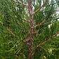 Eastern Red Cedar (Juniperus virginiana, Aromatic Cedar) - Tree Seeds - 100+ Seeds