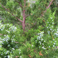Eastern Red Cedar (Juniperus virginiana, Aromatic Cedar) - Tree Seeds - 100+ Seeds
