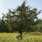 Eastern Red Cedar (Juniperus virginiana, Aromatic Cedar) - Tree Seeds - 100+ Seeds