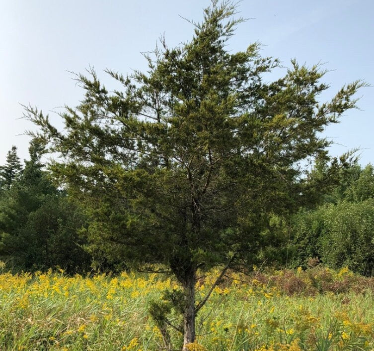 Cèdre rouge de l'Est (Juniperus virginiana, cèdre aromatique) - Graines d'arbres - 100+