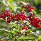 Highbush Cranberry (Viburnum trilobum, American Cranberry) - Zone 3 - 40+ Seeds