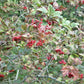 Highbush Cranberry (Viburnum trilobum, American Cranberry) - Zone 3 - 40+ Seeds