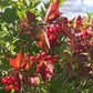 Highbush Cranberry (Viburnum trilobum, American Cranberry) - Zone 3 - 40+ Seeds