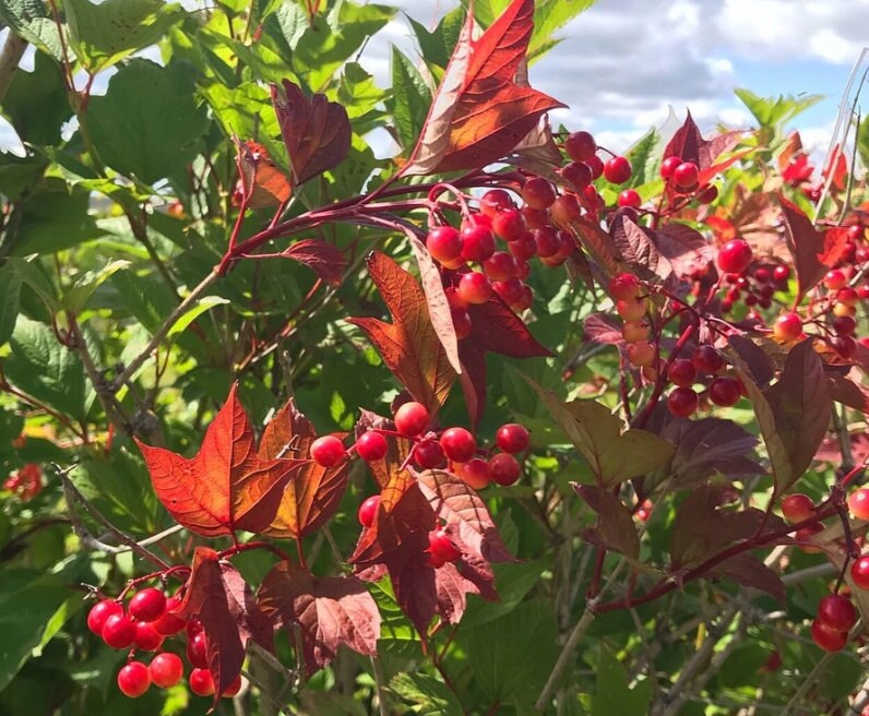 Highbush Cranberry (Viburnum trilobum, American Cranberry) - Zone 3 - 40+ Seeds