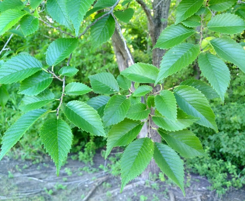 Siberian Elm Seeds (Ulmus pumila)  - Tree Seeds - Hardiness Zone 3 - 100+ Seeds