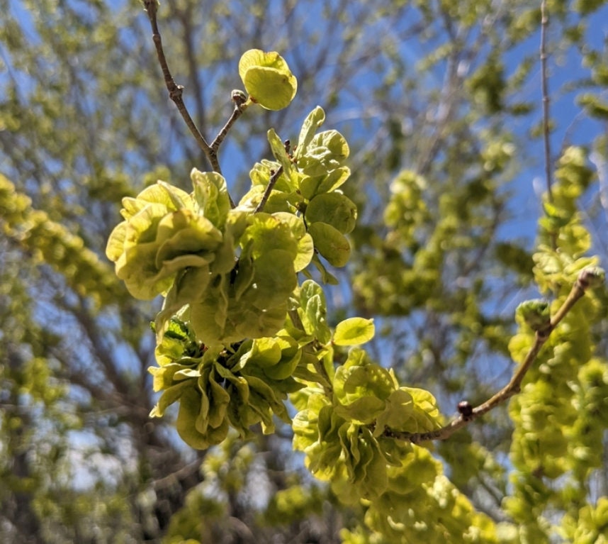 Siberian Elm Seeds (Ulmus pumila)  - Tree Seeds - Hardiness Zone 3 - 100+ Seeds