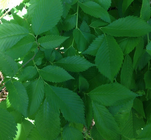 American Elm Seeds (Ulmus americana)  - Tree Seeds - Hardiness Zone 3 - 100+ Seeds