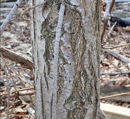 Graines d'orme de Sibérie (Ulmus pumila) - Graines d'arbres - Zone de rusticité 3 - 100+ graines