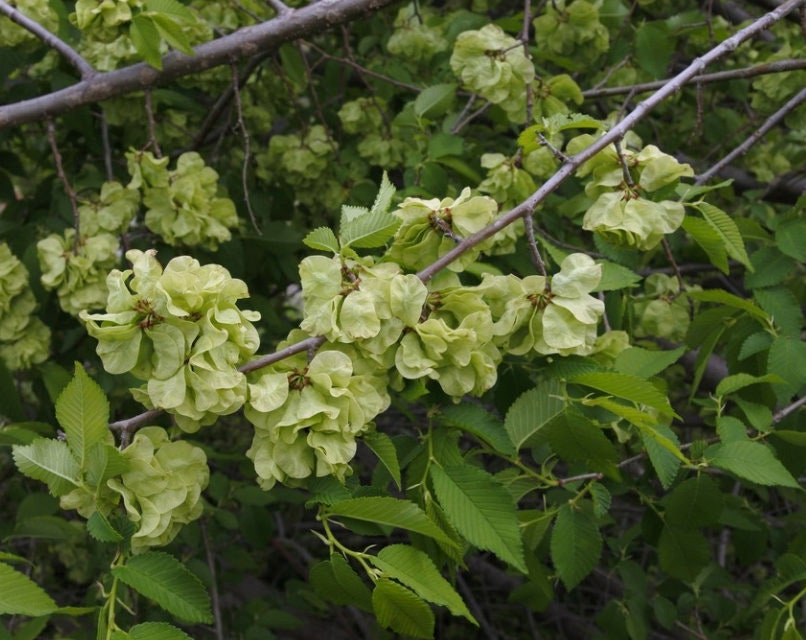 Siberian Elm Seeds (Ulmus pumila)  - Tree Seeds - Hardiness Zone 3 - 100+ Seeds