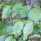 Graines d'orme d'Amérique (Ulmus americana) - Graines d'arbres - Zone de rusticité 3 - 100+ graines