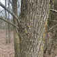 Graines d'orme d'Amérique (Ulmus americana) - Graines d'arbres - Zone de rusticité 3 - 100+ graines