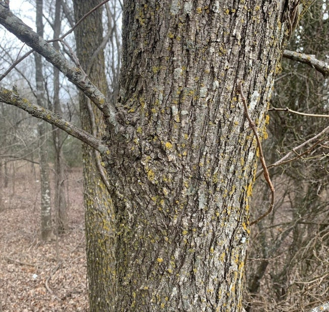 Graines d'orme d'Amérique (Ulmus americana) - Graines d'arbres - Zone de rusticité 3 - 100+ graines