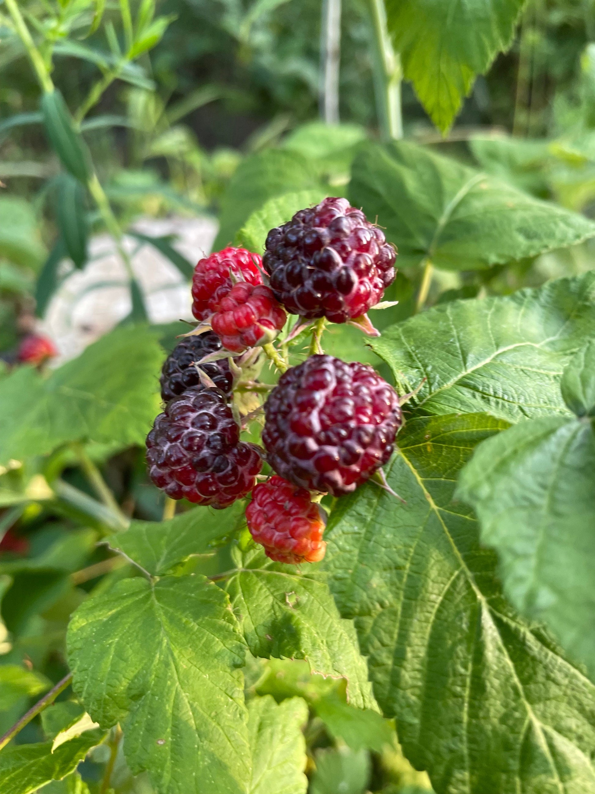 Jewel Black Raspberry Seeds (Rubus occidentalis 'Jewel') - Perennial S ...