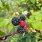 Semillas de frambuesa negra joya (Rubus occidentalis 'Jewel') - Semillas perennes - Zona de rusticidad 4-5 - Más de 50 semillas