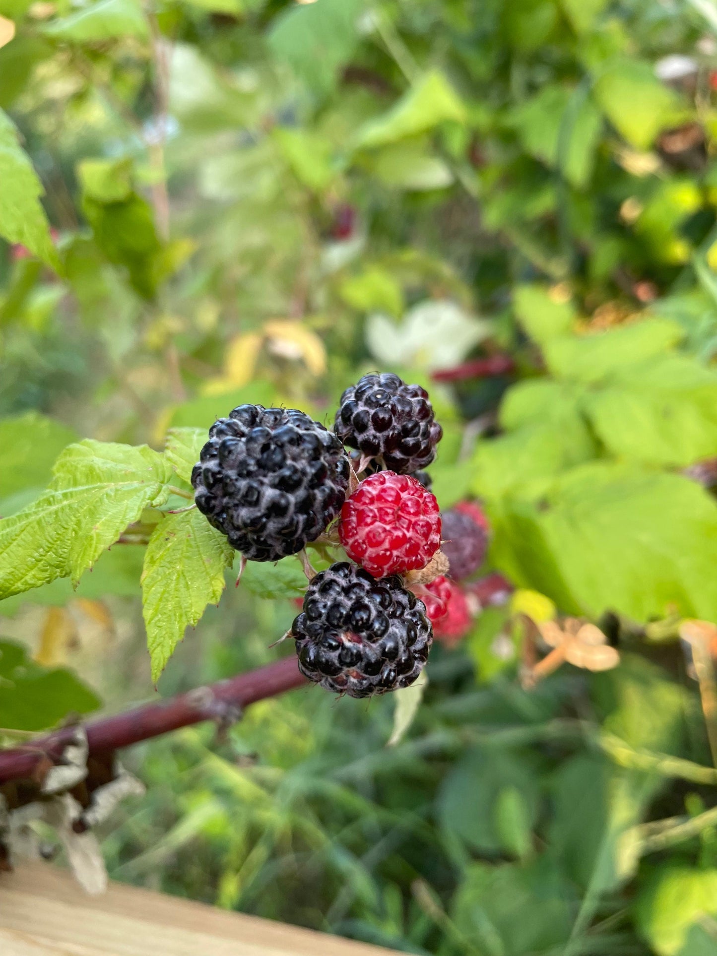 Jewel Black Raspberry Seeds (Rubus occidentalis 'Jewel') - Perennial Seeds  - Hardiness Zone 4-5 - 50+ Seeds