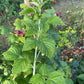 Semillas de frambuesa negra joya (Rubus occidentalis 'Jewel') - Semillas perennes - Zona de rusticidad 4-5 - Más de 50 semillas