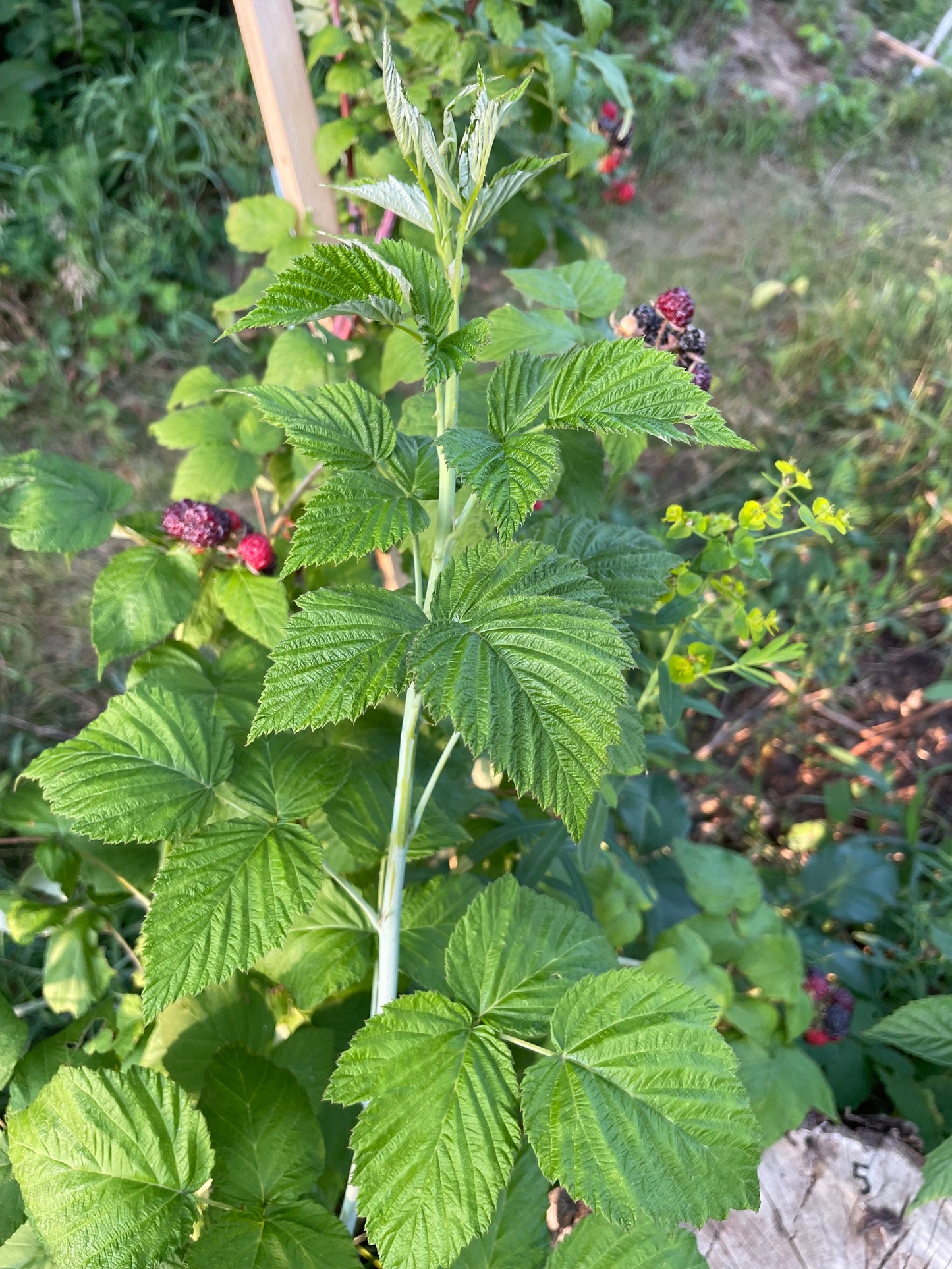 Semillas de frambuesa negra joya (Rubus occidentalis 'Jewel') - Semillas perennes - Zona de rusticidad 4-5 - Más de 50 semillas