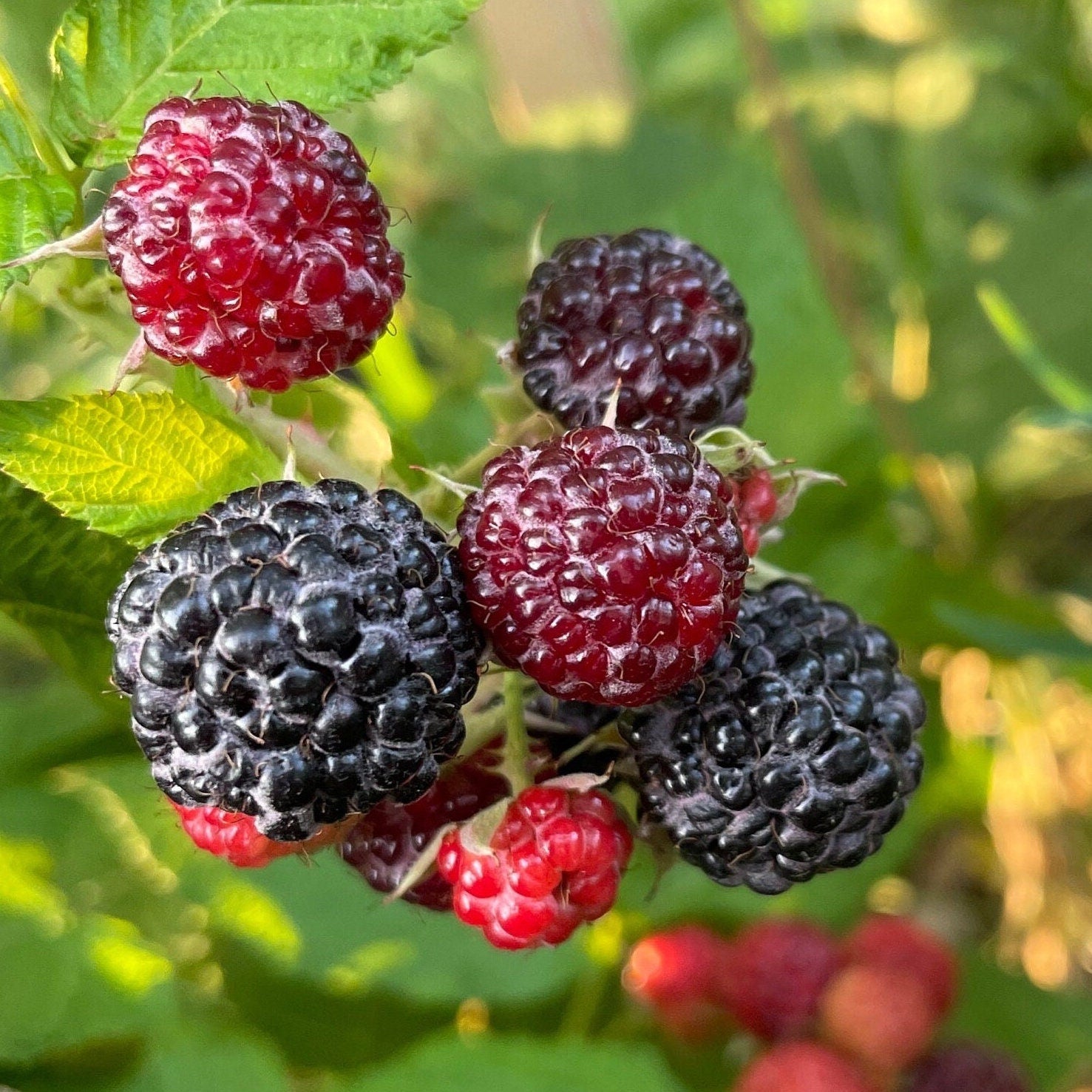 Jewel Back Raspberry Jewel Black Raspberry Seeds (Rubus occidentalis 'Jewel') - Perennial S ...