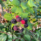 Semillas de frambuesa negra joya (Rubus occidentalis 'Jewel') - Semillas perennes - Zona de rusticidad 4-5 - Más de 50 semillas