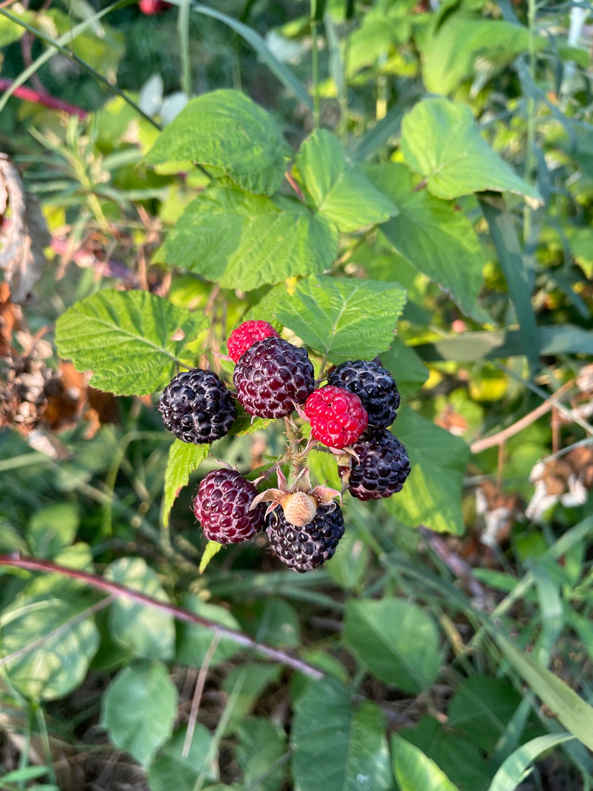 Native Raspberry Seed Jewel Black Raspberry Seeds (Rubus occidentalis 'Jewel') - Perennial S ...