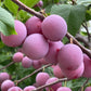 'Sokol' Plum Seeds (Prunus spp.)  - (Zone 3) - 15+ Seeds