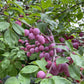 'Sokol' Plum Seeds (Prunus spp.)  - (Zone 3) - 15+ Seeds