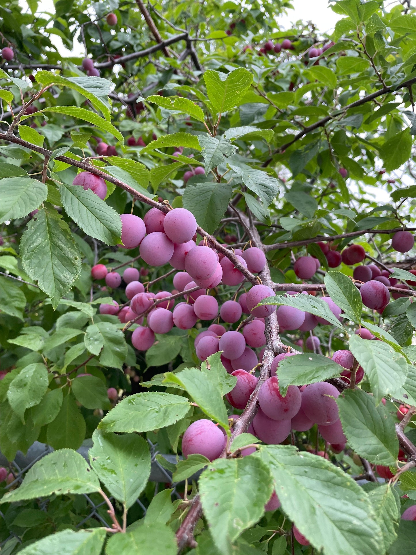 Graines de prunier cerisier (Prunus sp.) - Pruniers cerisiers - (Zone 3) - 15 graines