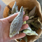 Asclépiade commune - Vivace indigène - Soutenir les papillons monarques - 100+ graines