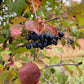 Nannyberry (Viburnum lentago) - Zone 3 - 30+ Seeds