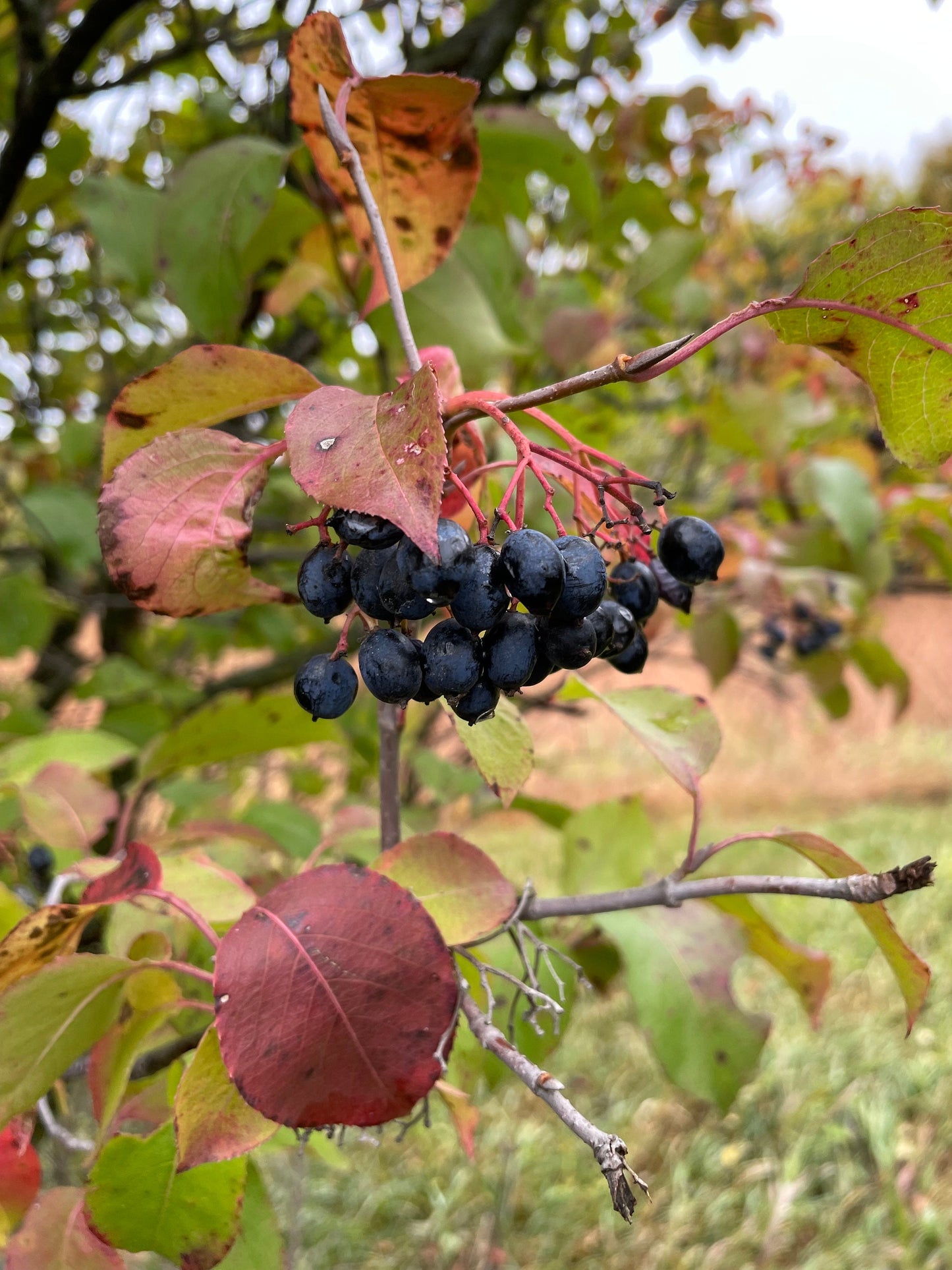Nannyberry (Viburnum lentago) - Zona 3 - Más de 40 semillas