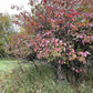 Nannyberry (Viburnum lentago) - Zone 3 - 30+ Seeds
