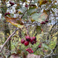 Hawthorn (Crataegus sp.)