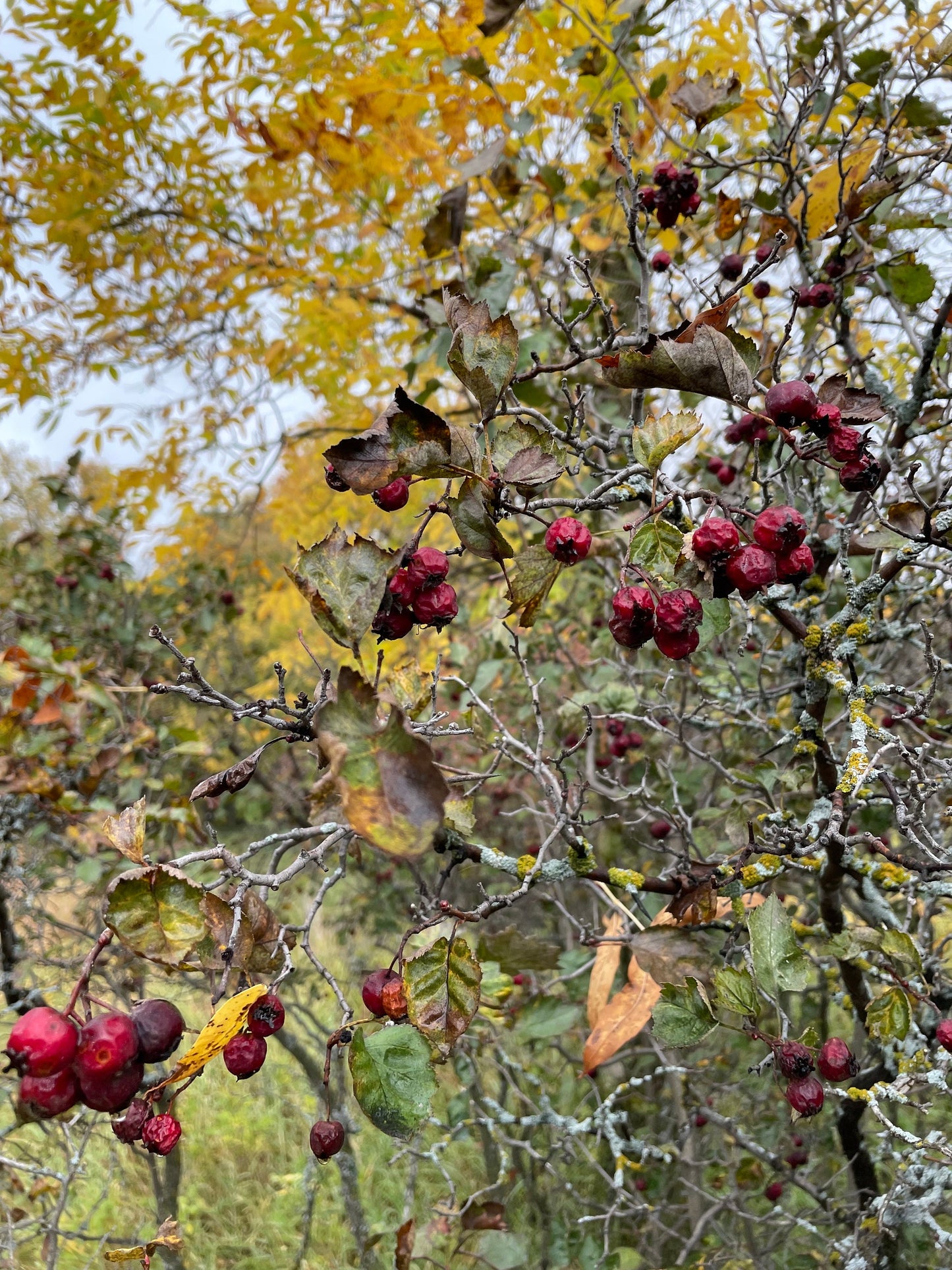 Espino (Crataegus sp.) - Árbol frutal nativo - Más de 50 semillas