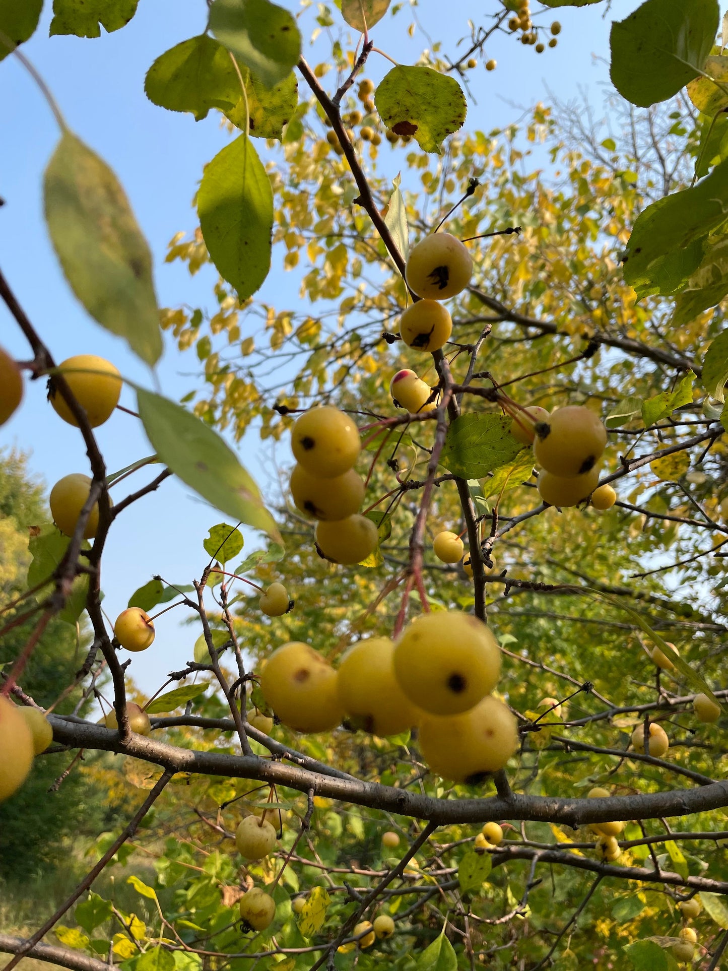 Siberian Crabapple Seeds - Yellow Fruit - (Malus baccata) - Hardiness Zone 3 - 75+ Seeds