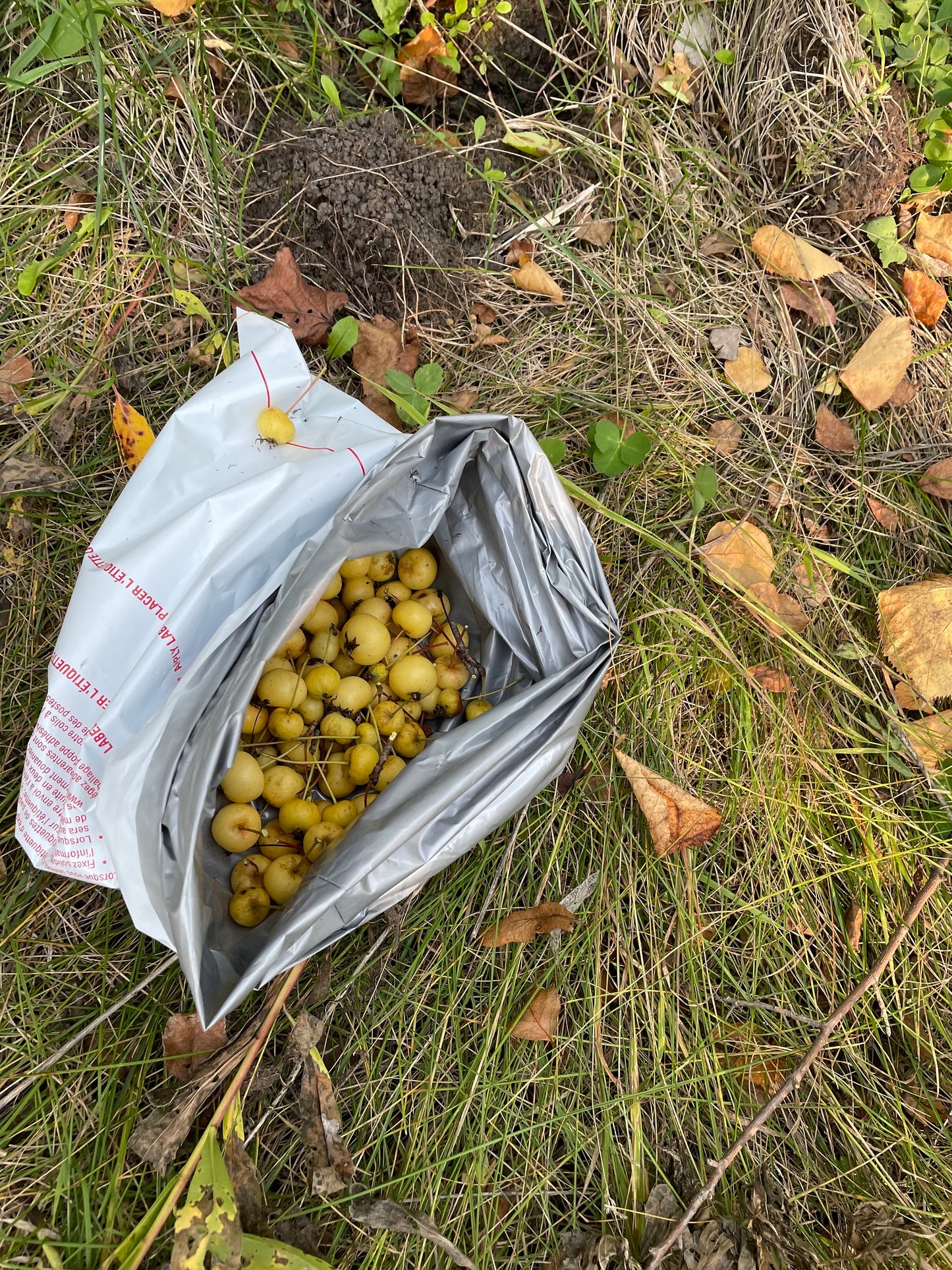 Siberian Crabapple Seeds - Yellow Fruit - (Malus baccata) - Hardiness Zone 3 - 75+ Seeds