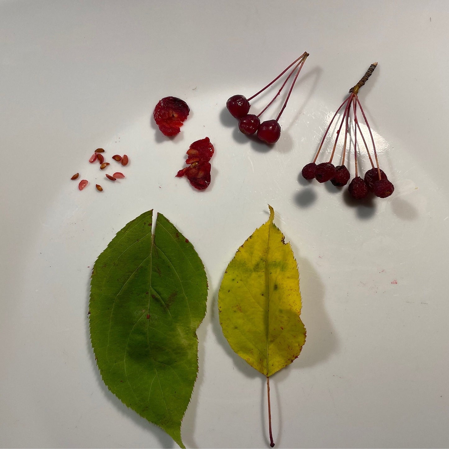 Wild Siberian Crabapple Seeds - Ornamental Fruit - (Malus baccata) - Hardiness Zone 3 - 50+ Seeds