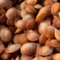 'Sokol' Plum Seeds (Prunus spp.)  - (Zone 3) - 15+ Seeds
