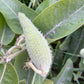 Asclépiade commune - Vivace indigène - Soutenir les papillons monarques - 100+ graines